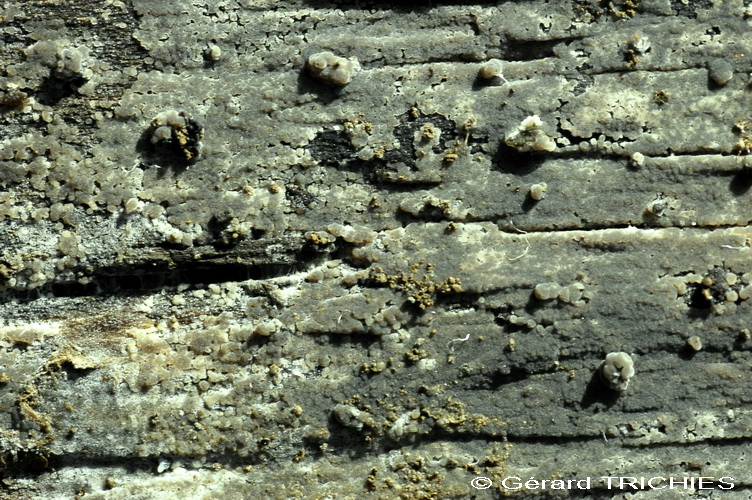 Cerinomyces sp.
